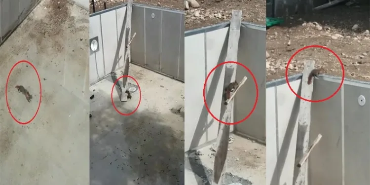 Bursa’da sincap kurtarma operasyonu
