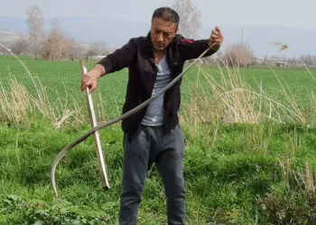 Bursa’da site bahçesinde 2 metre yılan yakalandı