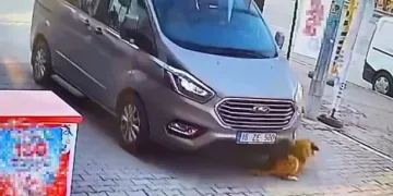 Bursa’da aracıyla köpeği ezip kaçtı