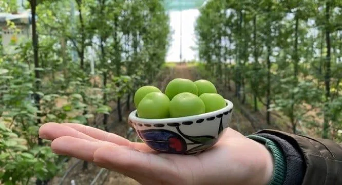 4 mevsim yetiştirip Türkiye’nin her yerine gönderiyor
