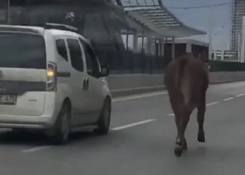 İpini koparan boğa Bursa trafiğinde koşturdu