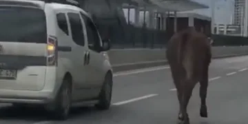 İpini koparan boğa Bursa trafiğinde koşturdu