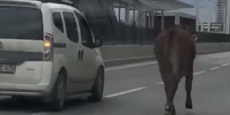 İpini koparan boğa Bursa trafiğinde koşturdu