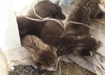 Bursa’da çuvalla ormana atılarak ölüm terk edildiler