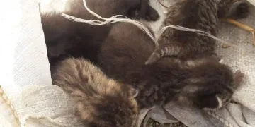 Bursa’da çuvalla ormana atılarak ölüm terk edildiler