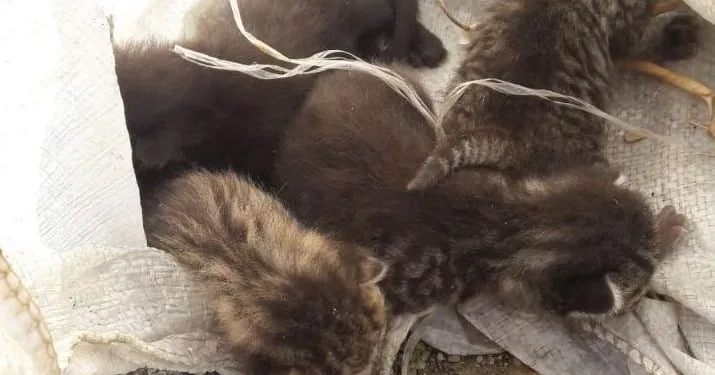 Bursa’da çuvalla ormana atılarak ölüm terk edildiler