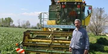 Bursa’da ıspanak hasadı başladı