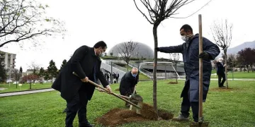 Osmangazi erguvan çiçekleriyle renklenecek