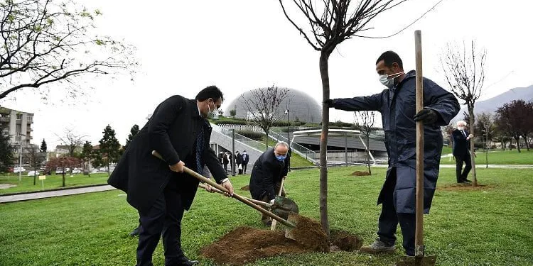 Osmangazi erguvan çiçekleriyle renklenecek