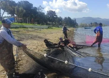 İznik Gölü’nden 20 yıl sonra ilk kez