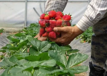 Bursa’da erken hasatla 40 bin liralık çilek satıyor