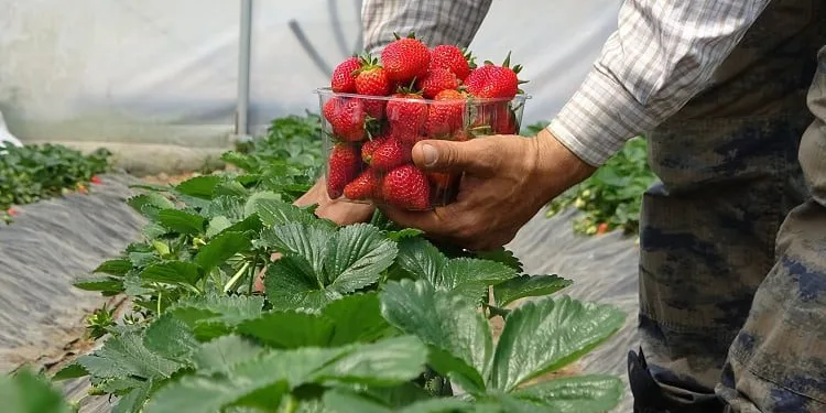 Bursa’da erken hasatla 40 bin liralık çilek satıyor
