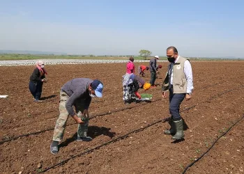 Mevsimlik tarım işçileri Bursa’ya geldi