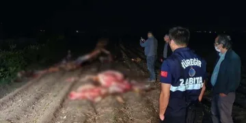 Tarlada kesilmiş 3 at bulundu