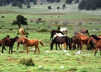 Kayıp 100 at skandalı Bursa’ya kadar uzandı!