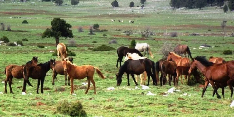 Kayıp 100 at skandalı Bursa’ya kadar uzandı!