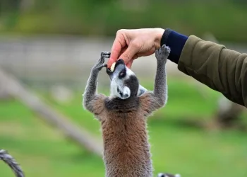 Bursa’da lemurların ilginç beslenme anları