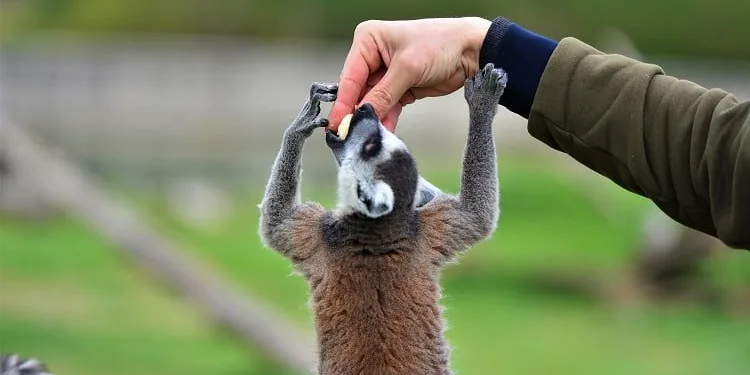 Bursa’da lemurların ilginç beslenme anları