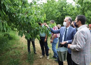 Bursa İnegöl’de kiraz hasadı başladı