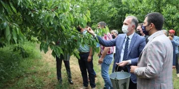Bursa İnegöl’de kiraz hasadı başladı