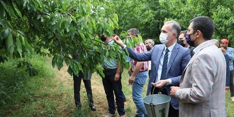 Bursa İnegöl’de kiraz hasadı başladı