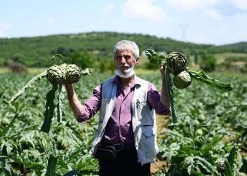 Bursa’nın tescilli enginarında hasat başladı