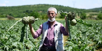 Bursa’nın tescilli enginarında hasat başladı