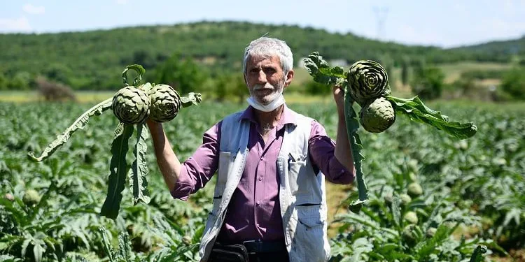 Bursa’nın tescilli enginarında hasat başladı