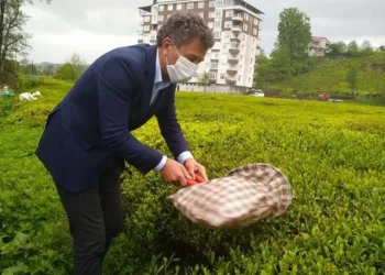 CHP’li Sarıbal’dan yeni çay kanunu teklifi