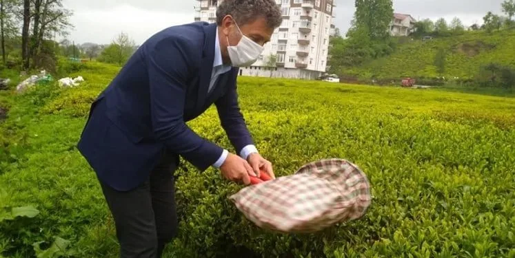 CHP’li Sarıbal’dan yeni çay kanunu teklifi