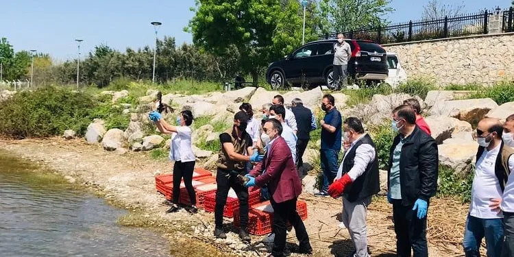 Tedavileri tamamlanan hayvanlar doğaya salındı