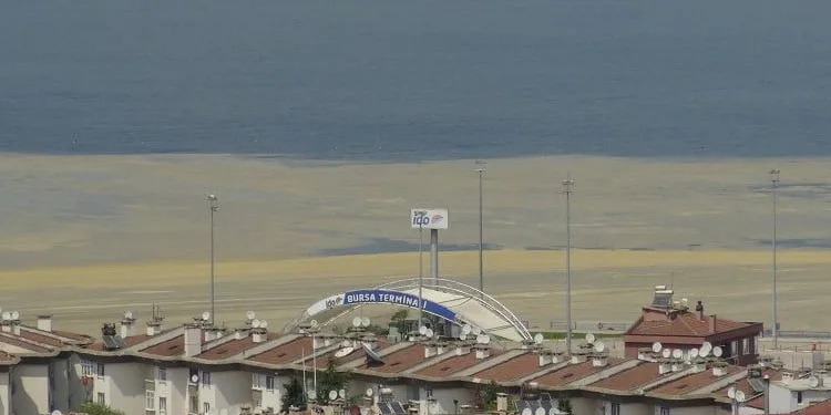 Bursa Mudanya sahili deniz salyasıyla kaplandı