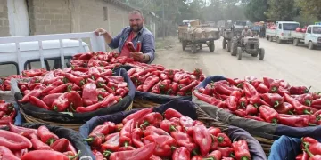 Tarlada 2 lira olan biber pazarda 10 lira