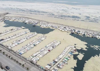 Balıklardan sonra şimdi de su samuru ölü bulundu