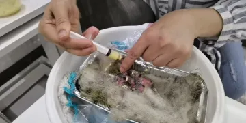 Annesi ölen kırlangıç yavrularına evinde bakıyor