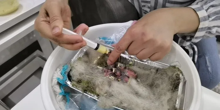 Annesi ölen kırlangıç yavrularına evinde bakıyor