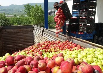 Bursa’da tonlarca meyve soğuk hava depolarında kaldı