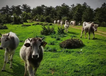 Bursa Katırlı Dağları’nda kurbanlık dana avı