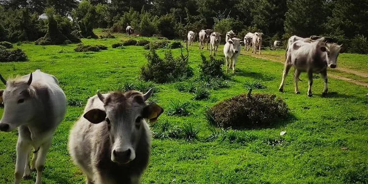 Bursa Katırlı Dağları’nda kurbanlık dana avı