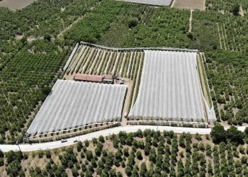 Bursa’da tarlasını 350 bin liralık ağlarla kapladı