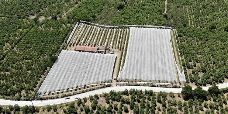 Bursa’da tarlasını 350 bin liralık ağlarla kapladı