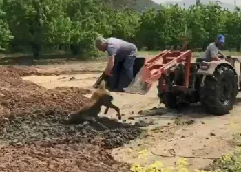 Bursa’da bataklığa saplanan köpeği çiftçiler kurtardı