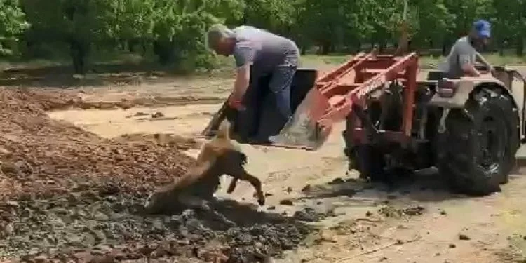 Bursa’da bataklığa saplanan köpeği çiftçiler kurtardı