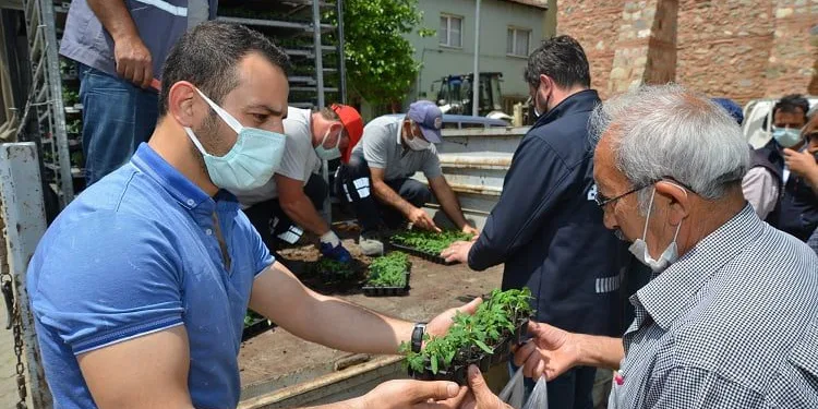 Gemlik Belediyesi binlerce domates fidesini vatandaşa dağıttı