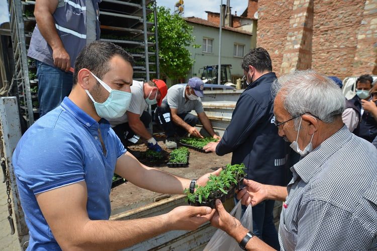 Gemlik Belediyesi binlerce domates fidesini vatandaşa dağıttı