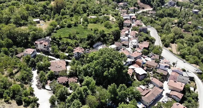 Bursa’da 600 yıllık çınar ziyaretçilerini bekliyor
