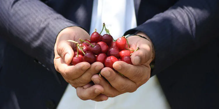 Bursa’da erkenci kirazı hasadı başladı
