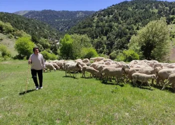 Bursa’da koyunlarını otlatarak Avrupa Şampiyonası’na hazırlanıyor