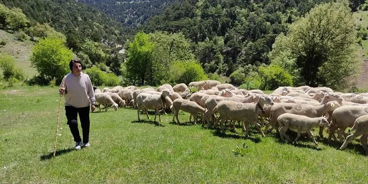 Bursa’da koyunlarını otlatarak Avrupa Şampiyonası’na hazırlanıyor