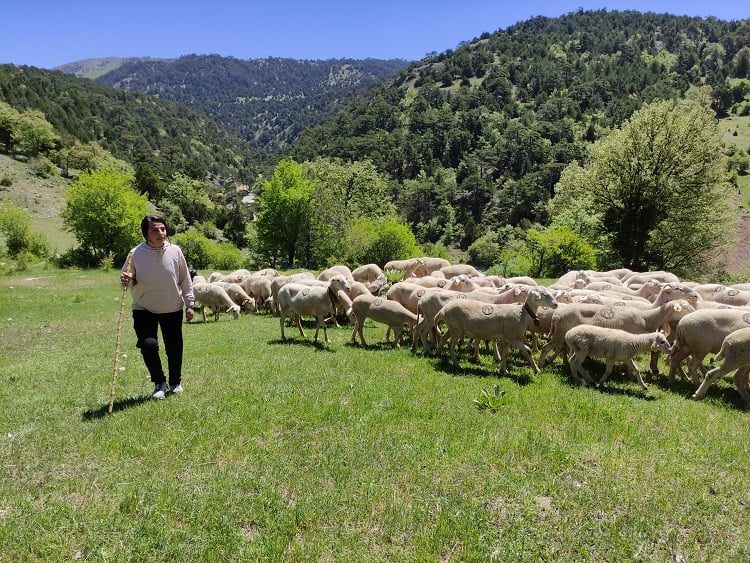 Bursa'da koyunlarını otlatarak Avrupa Şampiyonası'na hazırlanıyor